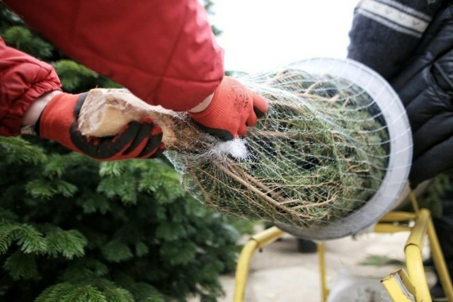 Lubuscy leśnicy rozpoczynają przedświąteczną sprzedaż choinek.