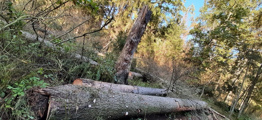 Powalone martwe drewno zalega w Puszczy Białowieskiej