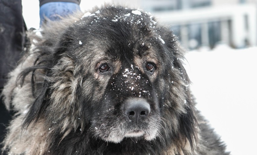 Pies Nero z rzeszowskiego targowiska przeszedł na emeryturę. Kto go przygarnie?