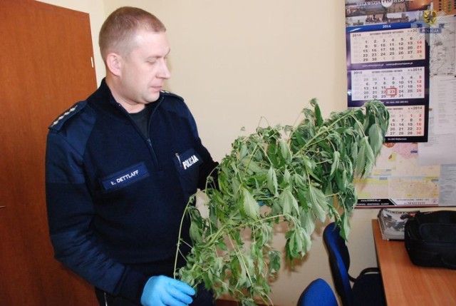 Marihuana pod prysznicem. Policja przyłapała 22-latka z Władysławowa