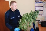 Marihuana pod prysznicem. Policja przyłapała 22-latka z Władysławowa
