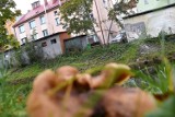 W Sławnie niedaleko bloków rosną grzyby jadalne ZDJĘCIA Czytelnika