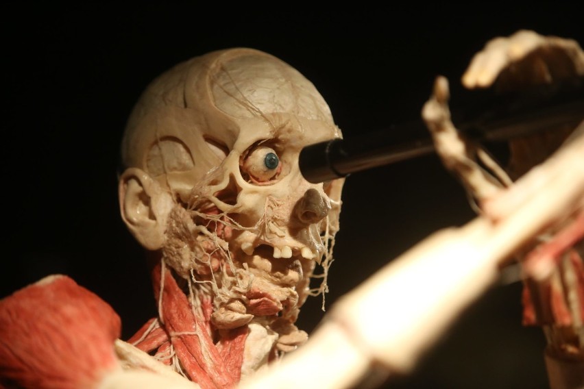 Objazdowa wystawa ludzkich ciał „Body Worlds” autorstwa dr....