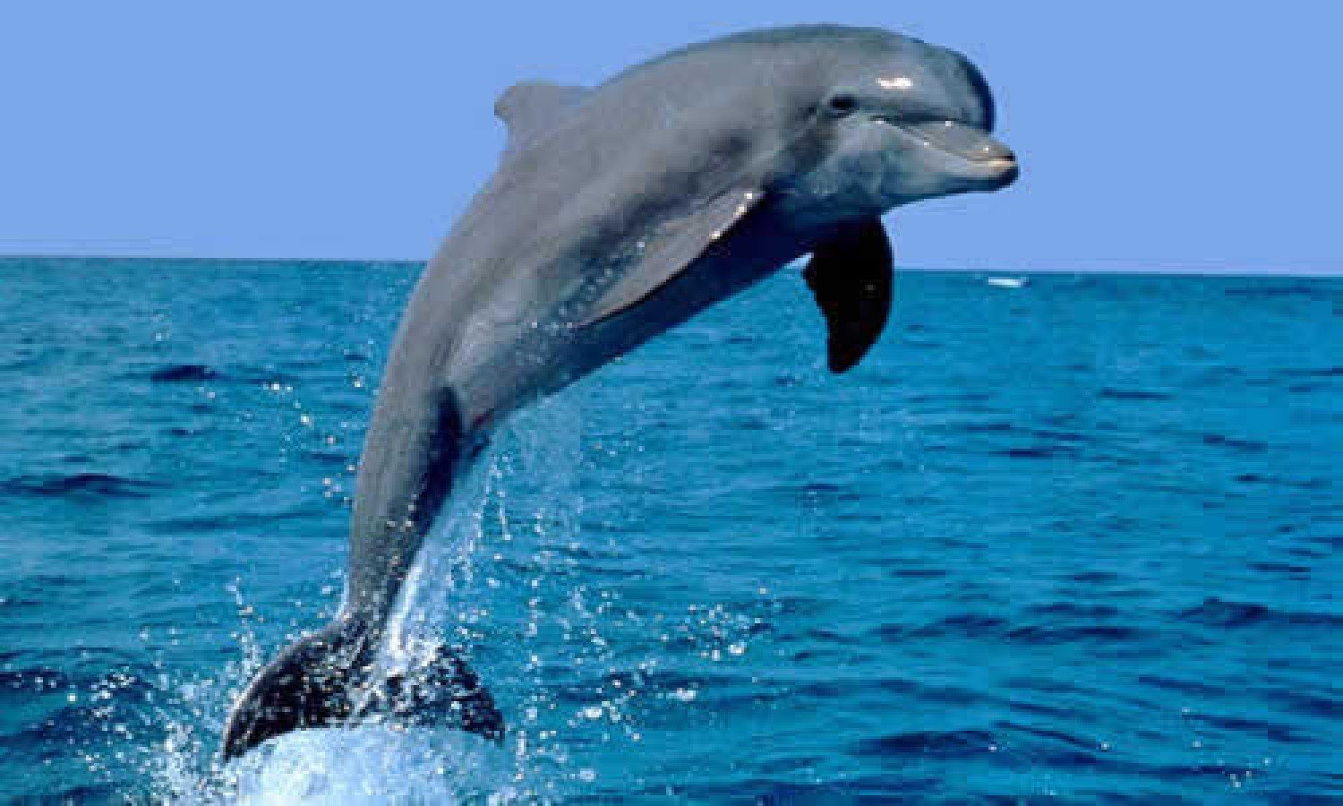 Delfiny - poznaj tajemnice i zwyczaje tych inteligentnych ssaków ...
