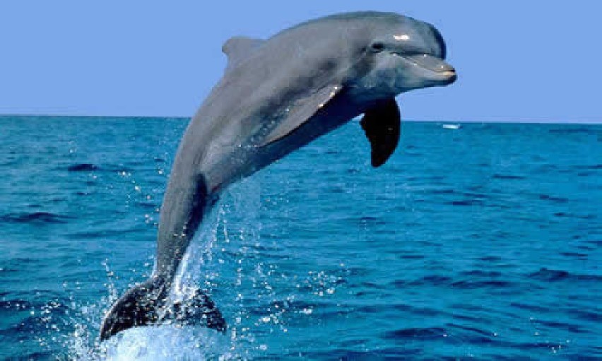 Delfiny - poznaj tajemnice i zwyczaje tych inteligentnych ssaków | Nasze  Miasto