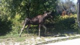 Chrzanów. Łoś konał w mękach. Nikt nie pomógł