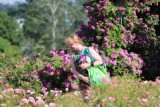 W kieleckim Ogrodzie Botanicznym trwa Festiwal Róż. Widoki i zapachy zachwycają, wstęp jest bezpłatny 