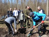 Sadzili Las Europejski w dzielnicy Grodziec. Akcja w Sosnowcu i Dąbrowie Górniczej 21 kwietnia [ZDJĘCIA]