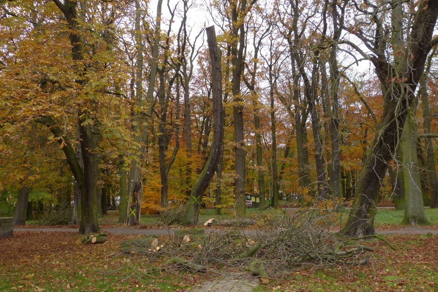 Wycinka drzew w Parku Teatralnym              
