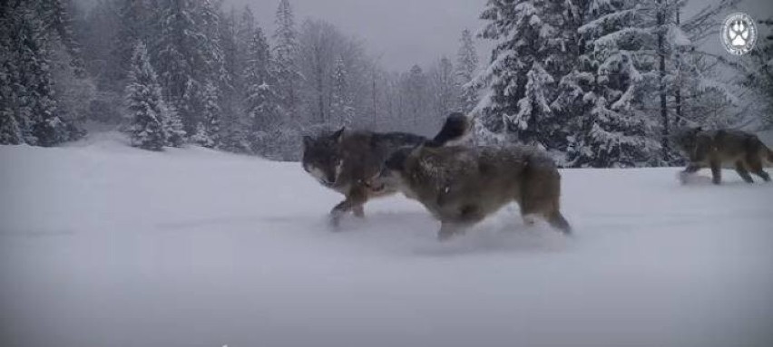 Watahę wilków zarejestrowały między innymi fotopułapki w...