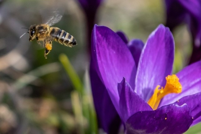 Ponad 87 procent gatunków roślin na świecie jest zapylanych między innymi przez pszczoły