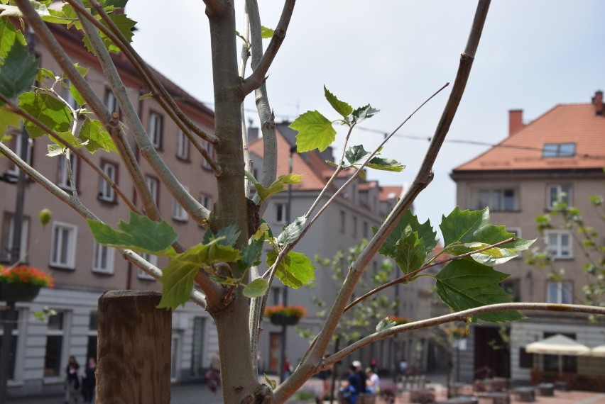 Na Rynku w Bytomiu zaczynają kwitnąć drzewa. Zobacz kolejne...