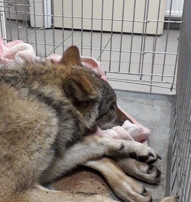 Młodą wilczycę potrącono niedaleko Bydgoszczy. O wypadku służby nie wiedziały przez kilka dni. O rannej wilczycy służby powiadomili dopiero przypadkowi rowerzyści. Walczyli o nią społecznicy i weterynarze z miejscowości Mochle i z Bydgoszczy.
Co robić, gdy natrafimy na rannego wilka?
Najlepiej od razu zadzwonić po pomoc na numer alarmowy 112 albo bezpośrednio do Stowarzyszenia dla Natury Wilk.