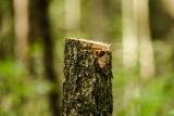 Nielegalna wycinka drzew na Białołęce? Mieszkańcy protestują