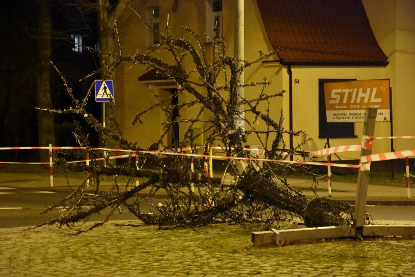 Przewrócone drzewo na rondzie Kościuszki i Reja w Wągrowcu