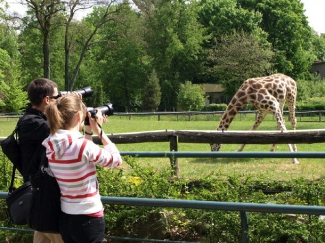 zoo, żyrafa