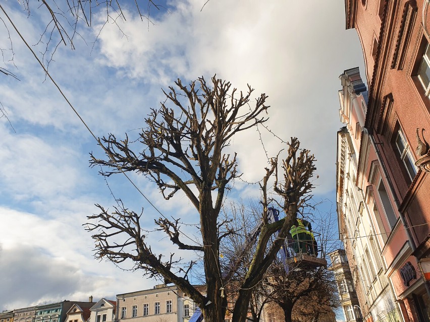 Przycinanie drzew na Rynku w Lesznie, listopad 2021