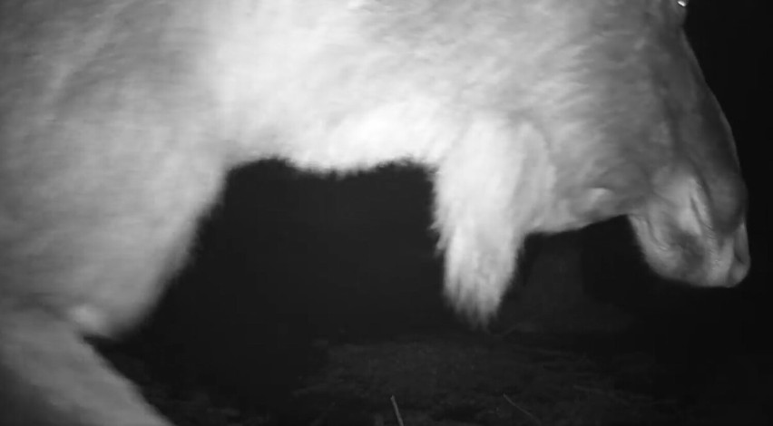 Kamery kaliskiego pasjonata zarejestrowały ciekawe chwile z życia leśnych zwierząt. WIDEO