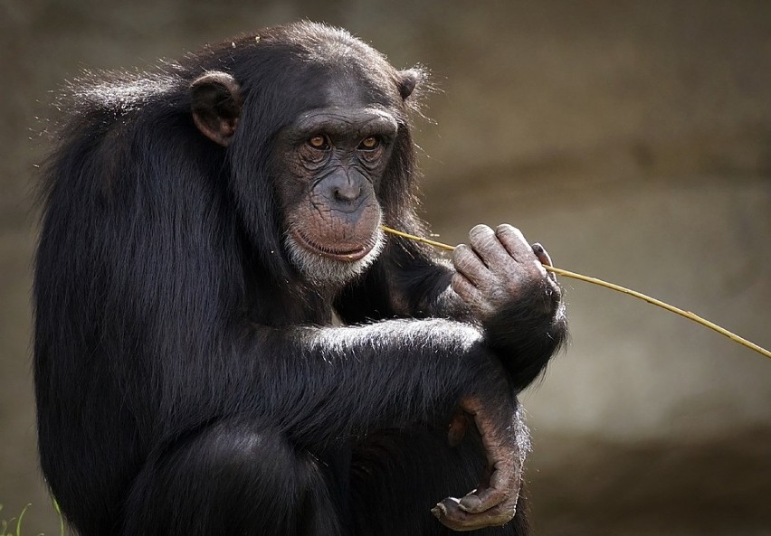Szympans Kalu odziedziczył swój majątek po żonie znanego...