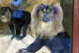 Makaki z łódzkiego ZOO przeprowadziły się. Czekamy na młode [zdjęcia]