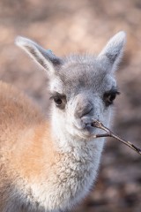 Oto wielbłąd Mikołaj, który urodził się we wrocławskim zoo. Słodziaczek, prawda? 