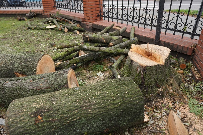 Wycięto w pień 40 drzew przy parafii w Zdroju