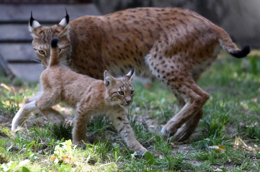 Pożegnanie Lata w zoo w Łodzi