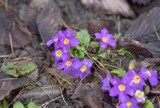 Wiosenne kwiaty cudnie już rozkwitają w Arboretum w Bolestraszycach pod Przemyślem [ZDJĘCIA]