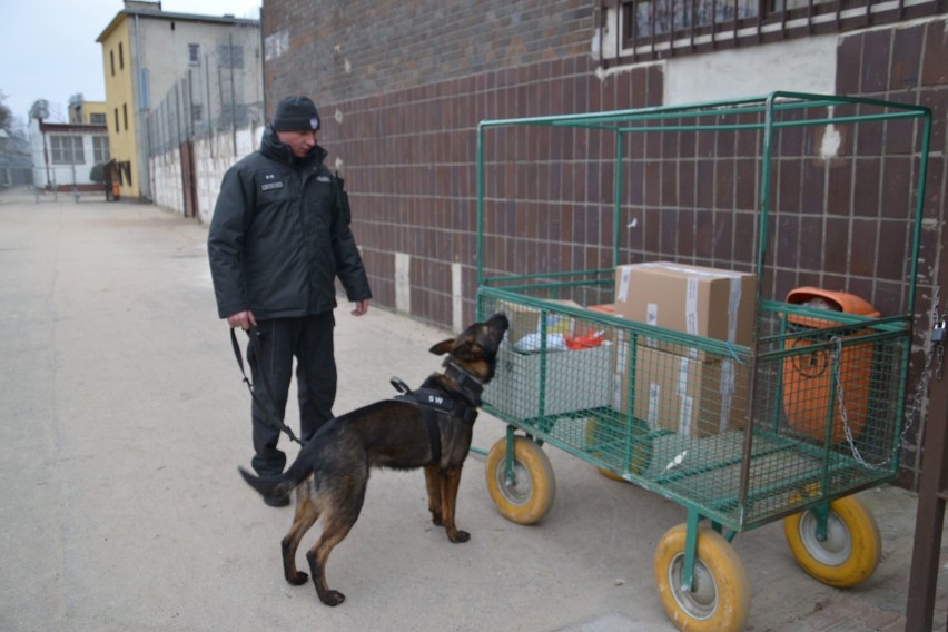 Pies do wyszukiwania narkotyków rozpoczął służbę w więzieniu w Sieradzu. To owczarek belgijski Negro (zdjęcia)