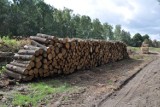 Kolejarze masowo wycinają drzewa na Dolnym Śląsku