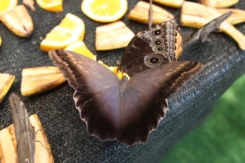 Wystawa motyli w Porcie Łódź
