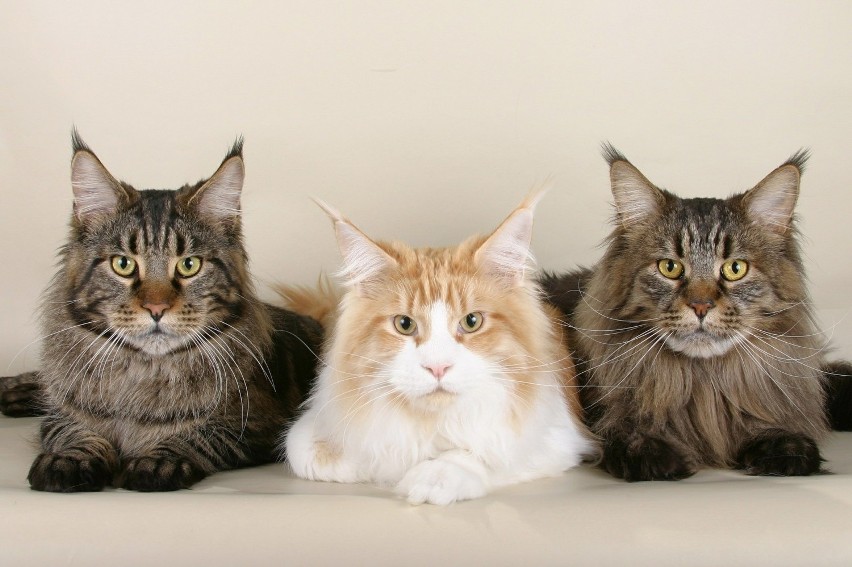 10. Maine Coon...