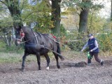 IX Międzywojewódzki Konkurs Orki Zaprzęgiem Konnym w Piękocinie i Festiwal Dyni [FOTO]