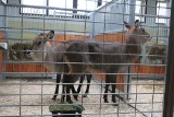 Chorzów: W zoo otwarto nowy pawilon dla antylop, małp z Ameryki Południowej i surykatek [ZDJĘCIA]