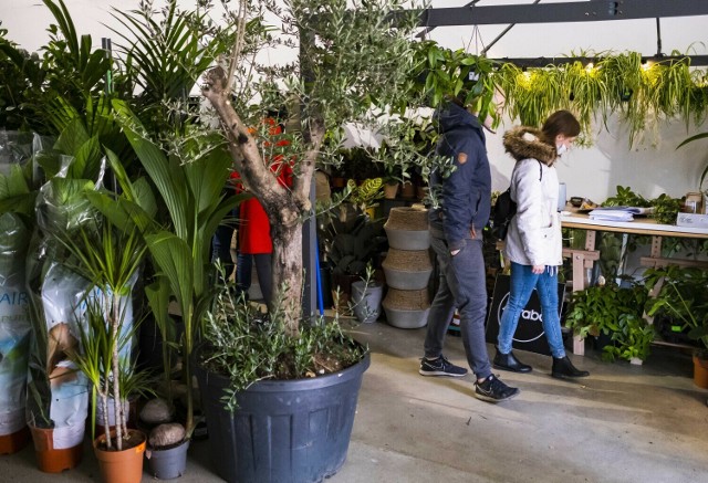 Sprzedaż roślin w okazyjnych cenach odbywała się stale w showroomie Florabo przy ulicy Rydygiera
