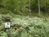 Gdynia: Nowe okazy trafią wiosną do Leśnego Ogrodu Botanicznego w Marszewie