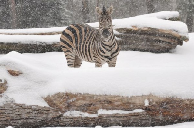 Zebra na śniegu we wrocławskim zoo