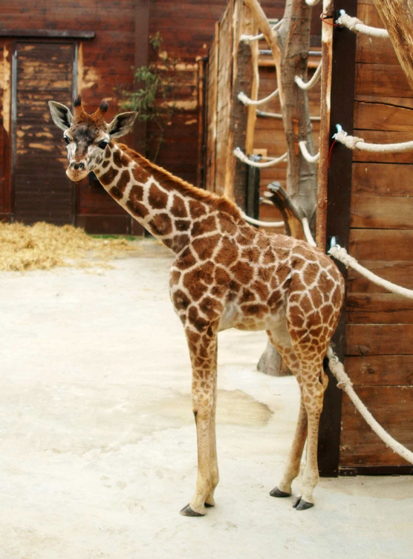 Młoda żyrafa Lira już dotarła do zoo w Łodzi