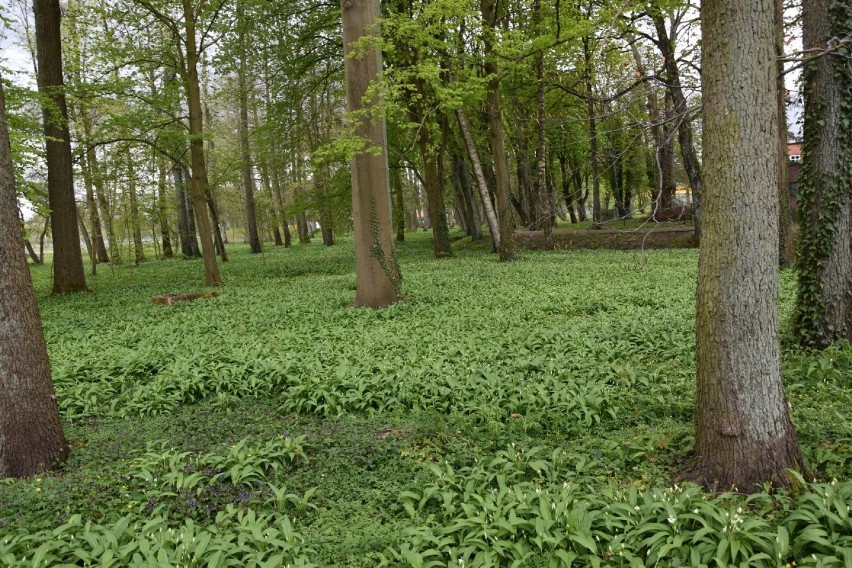 "Stosowano go także przy dolegliwościach układu oddechowego,...