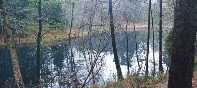 Źródliska Rudy są unikatowym i cennym dla środowiska miejscem w północnej części Puszy Bydgoskiej w pobliżu Solca Kujawskiego.