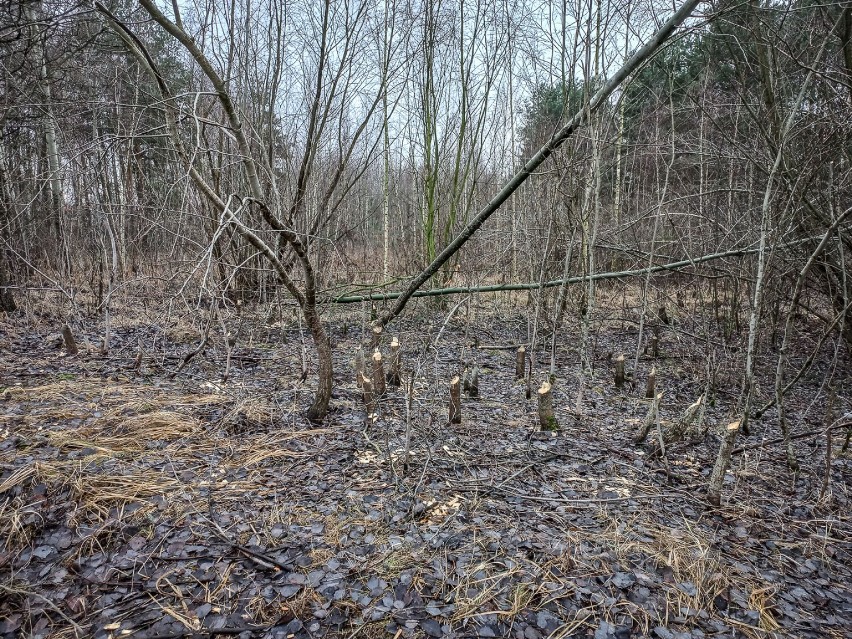 Skutki aktywności bobrów w Zaborowie w lutym 2023