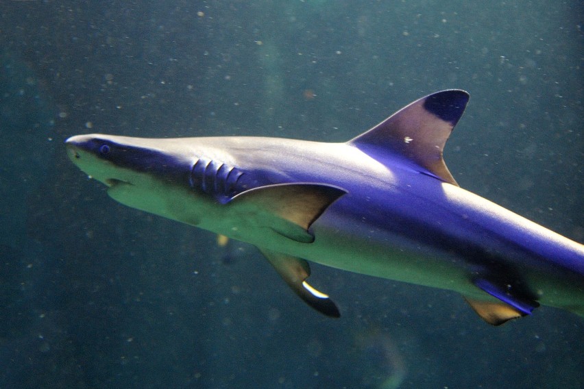 Tydzień rekina w Akwarium Gdyńskim dobiega końca ZDJĘCIA