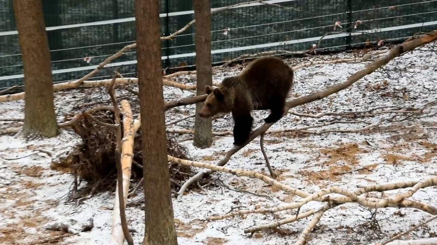 Zoo Poznań: Cisna i przyjaciele bawią się podczas pierwszego opadu śniegu (ZDJĘCIA,FILM)
