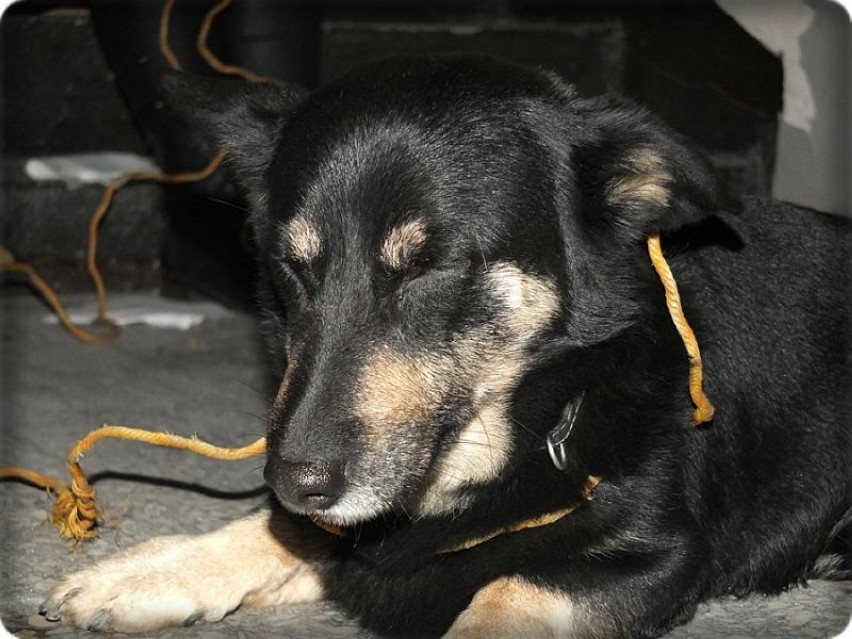 Reks Malbork: Pies błąkał się koło dworca, poszukiwany właściciel