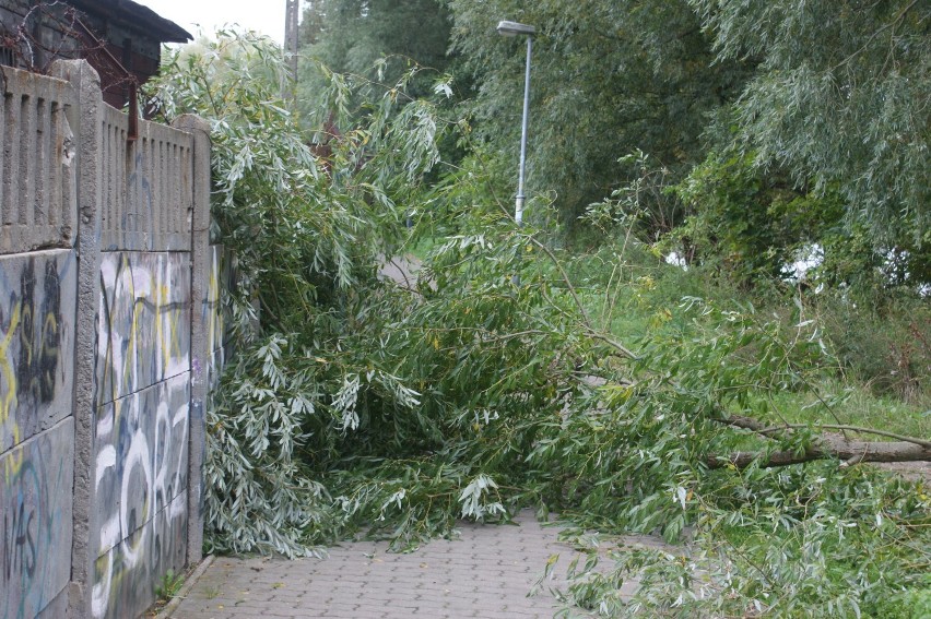 Bóbr zablokował wejście na most