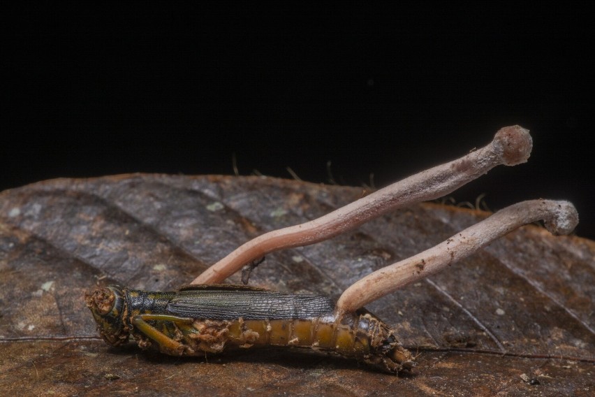 Kordyceps powoduje u owadów śmierć za życia.