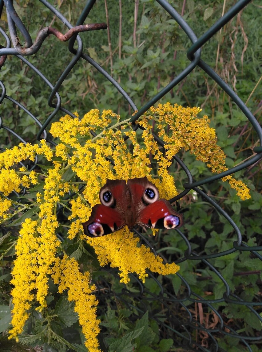 Jesień w naszych ogrodach - październik  [Zdjęcia]