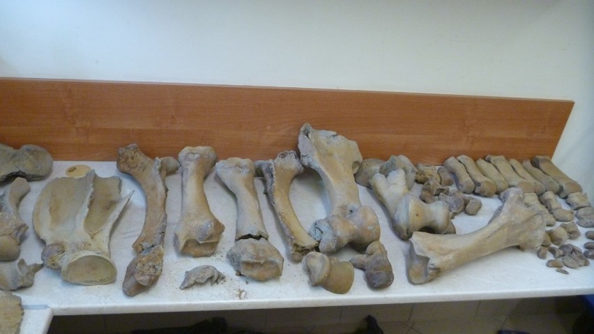 Kości nosorożca