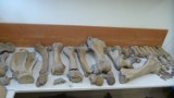 Wrocławscy naukowcy badają szkielet niespotykanego nosorożca (ZDJĘCIA)