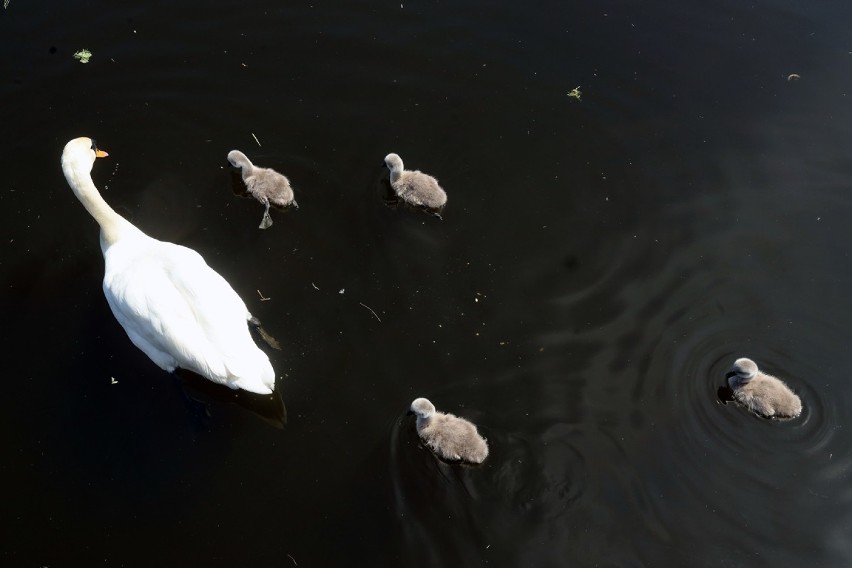 Narodziny w Zoo Parku Wrocławskiego [ZDJĘCIA]